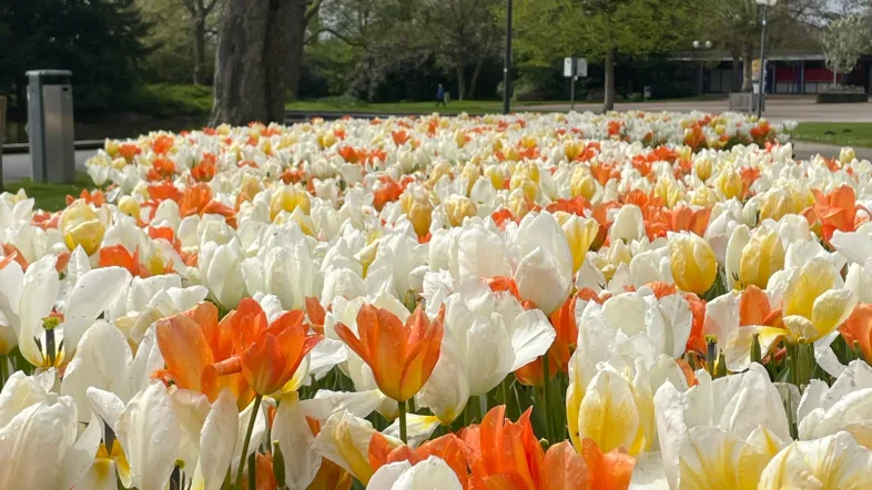 Nahaufnahme eines farbenprächtigen Tulpenbeets im Westfalenpark Dortmund mit weißen, orangefarbenen und gelben Blüten. Im Hintergrund Bäume, Laternen und ein Weg durch den Park.