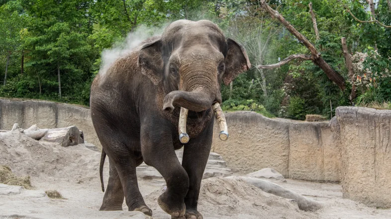 Wildlands Zoo, ein Elefant steht in seinem Außengehege und schaut in die Kamera