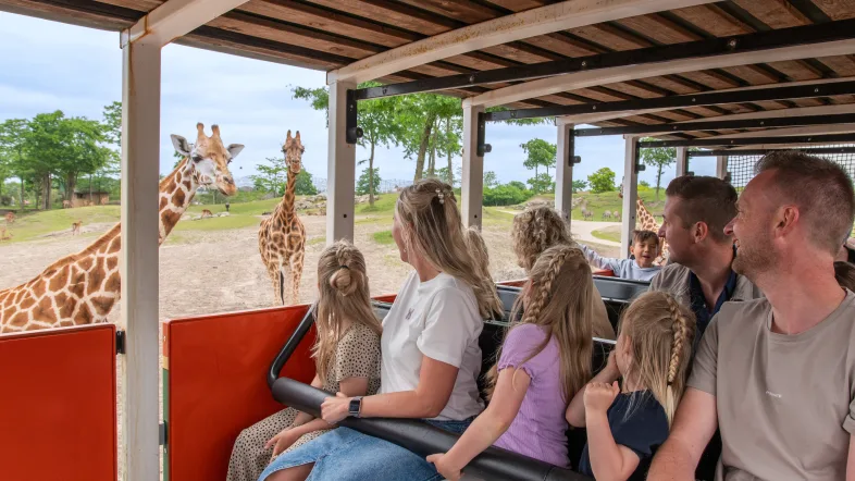 Wildlands Personen in einem offenen Safari Bus betrachten Giraffen beim Vorbeifahren