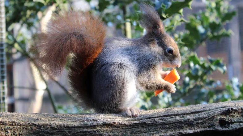 Eichhörnchen im Wildwald Vosswinkel sitzt auf einem Ast und knabbert an einer Nuss.