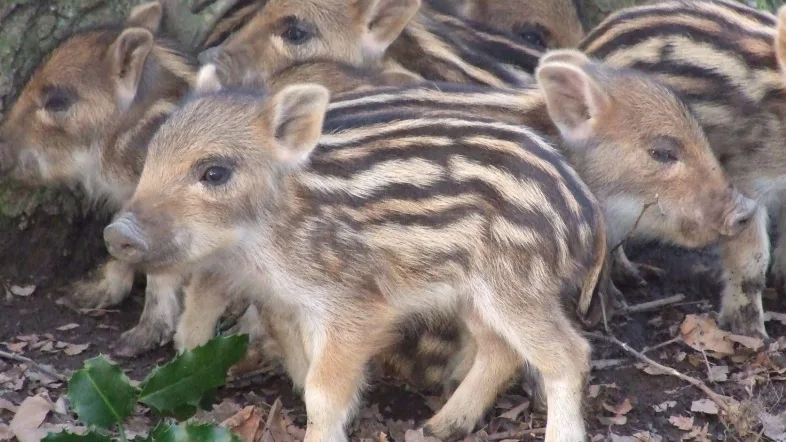 Mehrere Frischlinge tollen im Wildwald Vosswinkel durch das Laub am Waldboden.