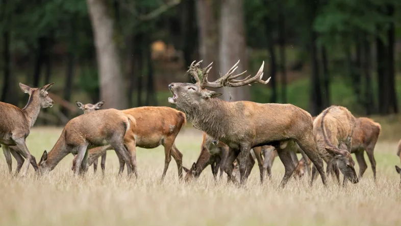 Ein röhrender Hirsch während der Brunftzeit im Wildwald Vosswinkel, umgeben von herbstlicher Waldkulisse.