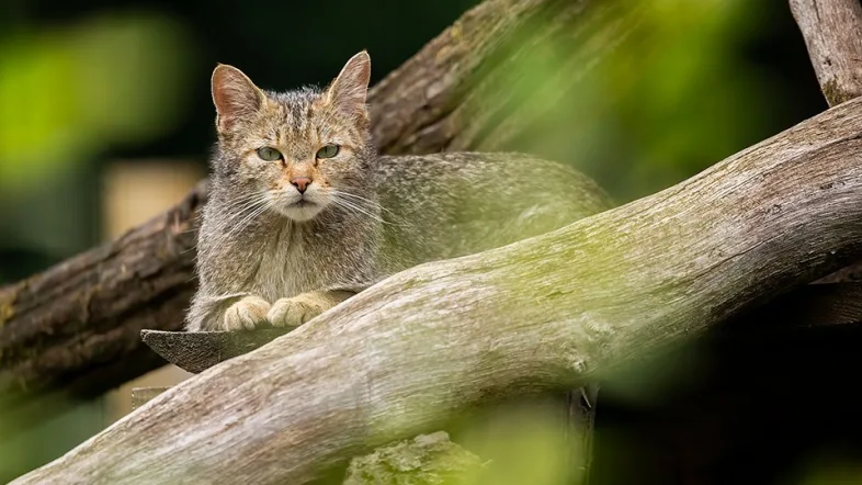 Europäische Wildkatze im Wildwald Vosswinkel liegt wachsam im Schatten ihres Geheges.
