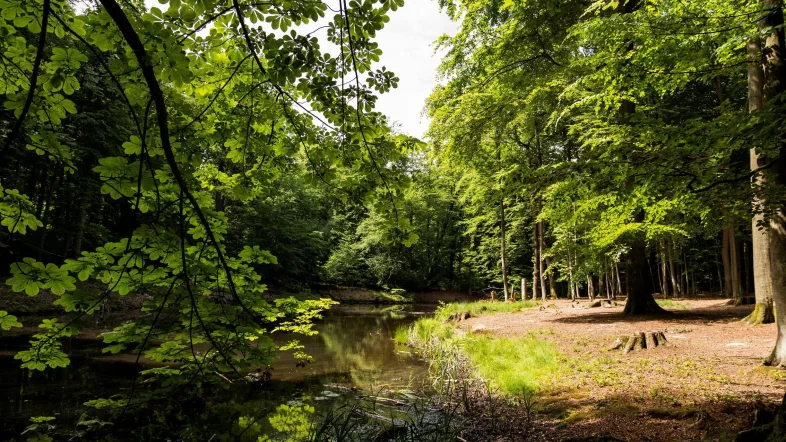 Ruhiger Teich im Wildwald Vosswinkel, umgeben von dichtem Wald und spiegelndem Wasser.