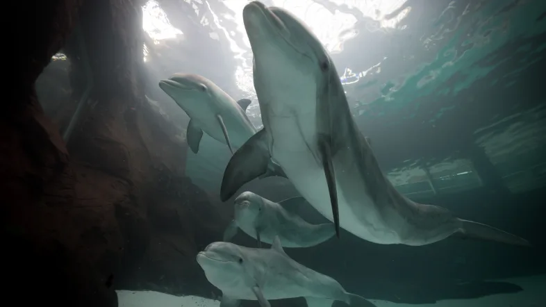 Blick von unter Wasser auf Delfine im Zoo Duisburg, die elegant durch ihr Becken gleiten.
