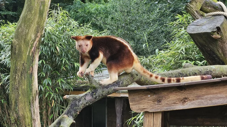 Känguru im Zoo Duisburg steht aufmerksam auf einer Wiese und schaut in die Kamera.