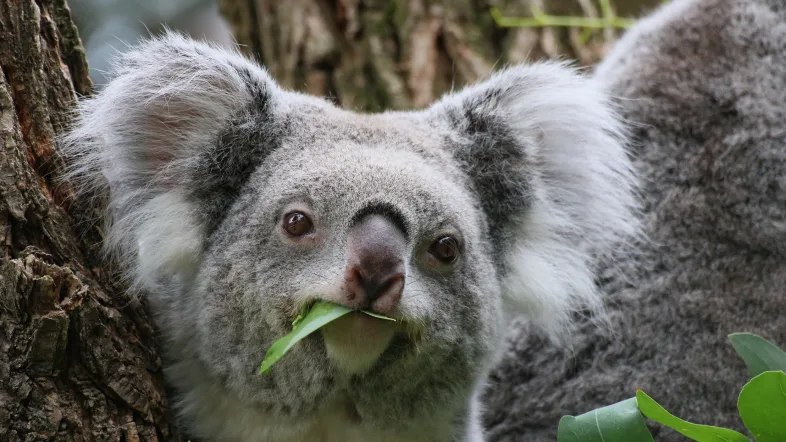 Nahaufnahme eines Koalas im Zoo Duisburg, der gemütlich in einem Baum hängt.