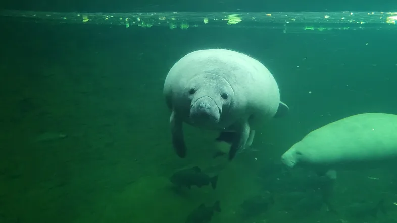 Seekuh schwimmt ruhig im Wasserbecken des Zoos Duisburg und blickt in Richtung Kamera.
