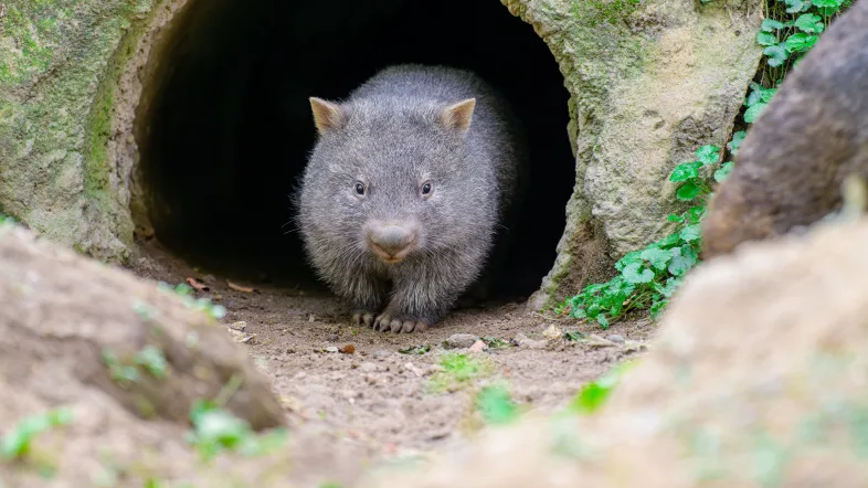 Wombat im Zoo Duisburg ruht entspannt in einer Höhle innerhalb seines Geheges.