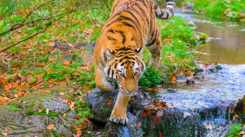 Tiger im Flusslauf