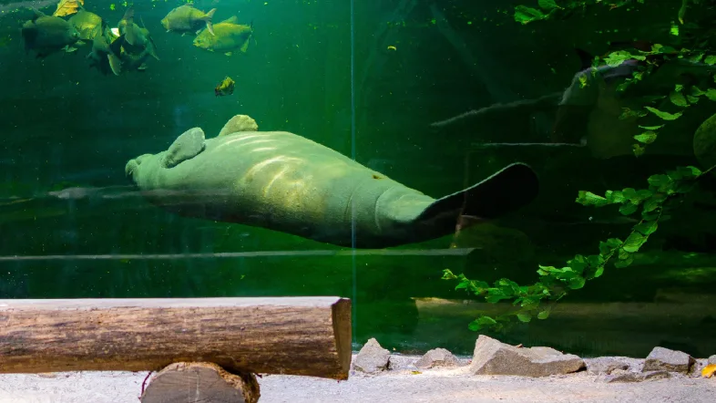 Seekuh im Bassin der Tropenhalle