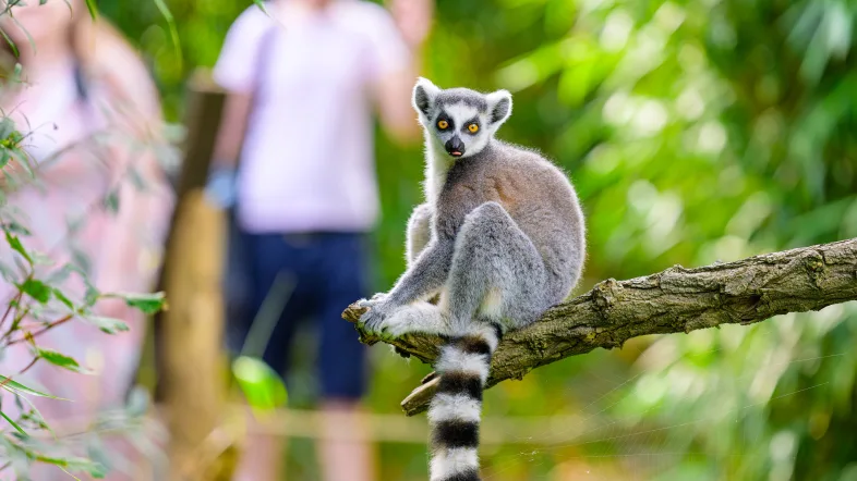 Katta sitzt auf einem Ast