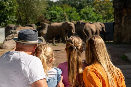 Header Zoo Duisburg Elefanten